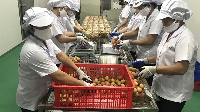 Japan licenses two more fresh lychee processing facilities in Hai Duong