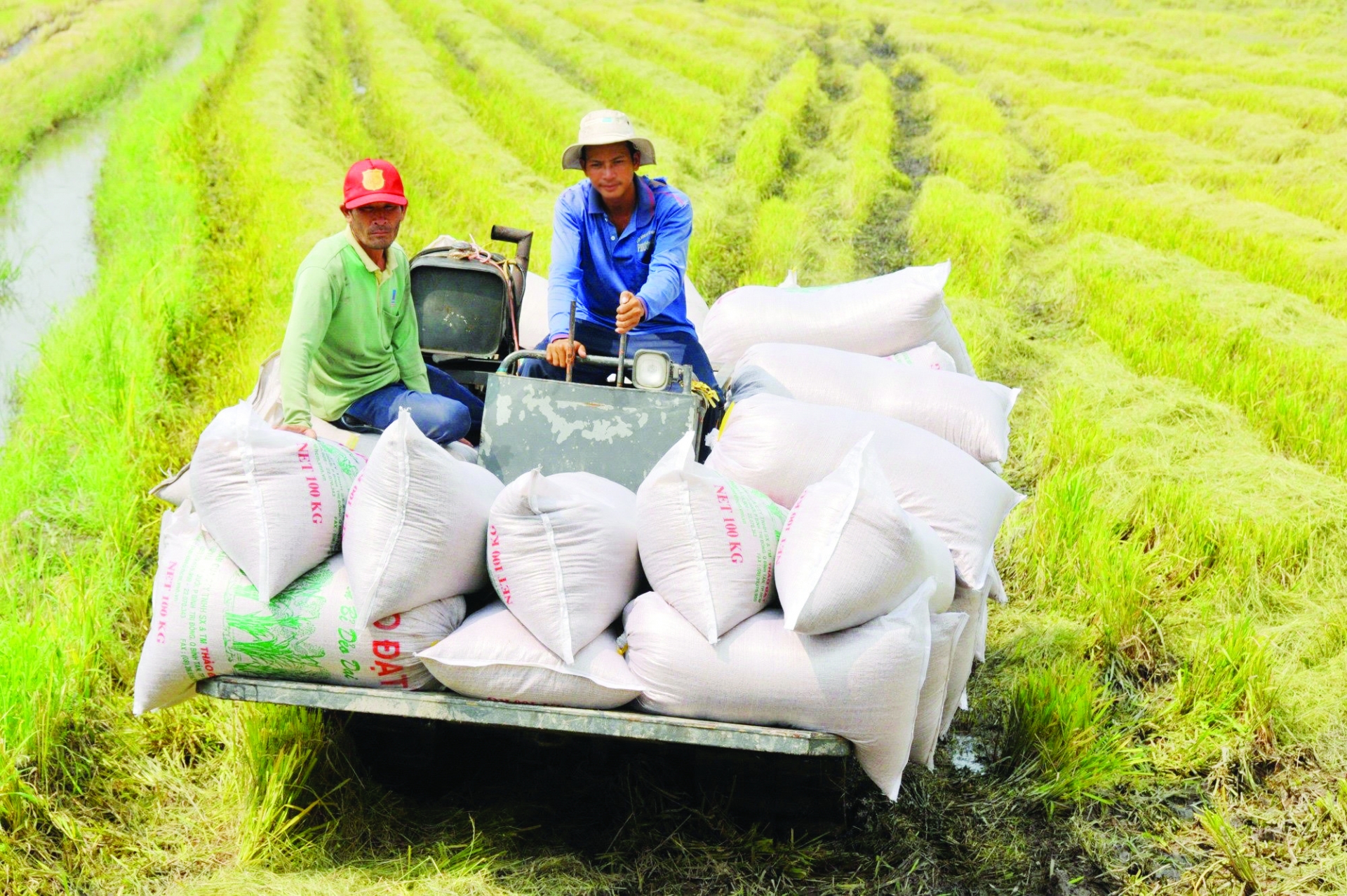 Vietnam’s rice quality improves, as does its export price