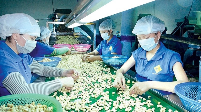 Vietnamese companies regain control of cashew nut containers in suspected scam in Italy