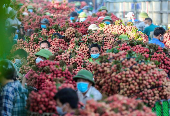 Bac Giang to export 1,500 tons of lychees to US