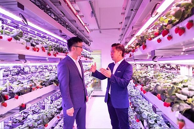 Singapore applies hi-tech in growing strawberries in Malaysia, Thailand
