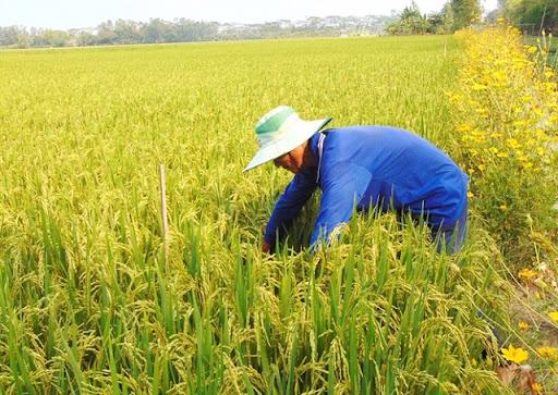 Ngân hàng chung tay tháo gỡ khó khăn ngành lúa gạo