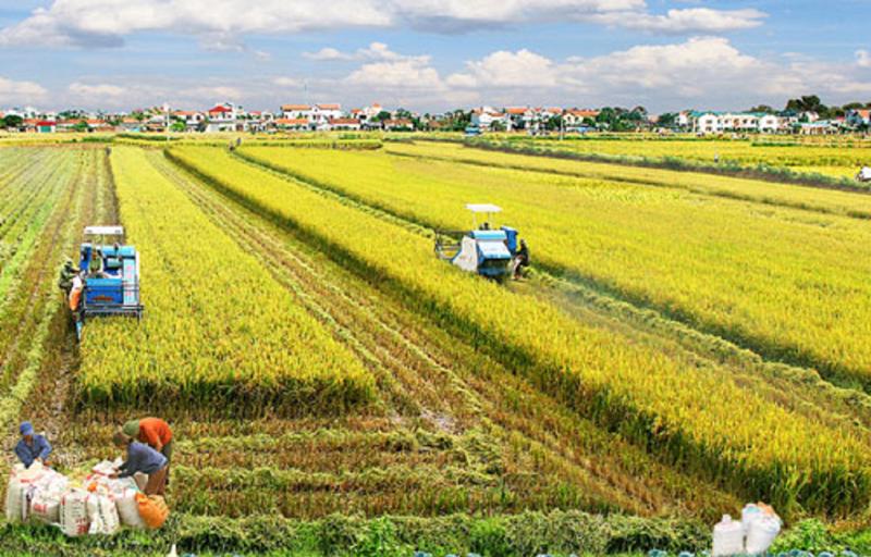 Việt Nam đóng góp lớn vào an ninh lương thực Khu vực Châu Á - Thái Bình Dương