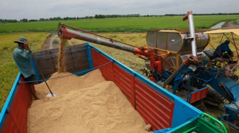 Khủng hoảng ngành gạo Thái Lan: Đồng ruộng ngày càng nhiều gạo Việt Nam